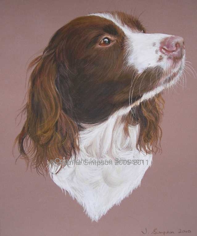 Springer Spaniel pet portrait by Joanne Simpson